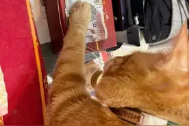 老妈明确拒绝养猫，隔段时间后却变了个人：这脸打得疼不疼呀？图片