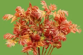 美味的树上蔬菜——椿芽图片