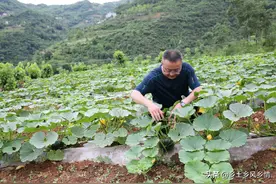 南瓜不适合什么肥料，二种谨慎使用，一种控制用量图片