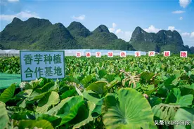 喜茶在广西共建芋头种植基地 新茶饮品牌布局供应链并非应对行业内卷图片