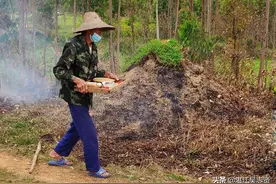 真实记录湛江农民的清明扫墓行程，粤西沿海地区用墨鱼祭祖成风俗图片