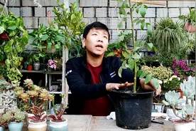 树状月季嫁接方法，一把刀3个芽，接上就活，简单易懂，一看就会视频封面
