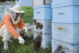 查蜂多不好，不查蜂不行！怎样少查蜂及时了解蜂群情况避免意外？图片