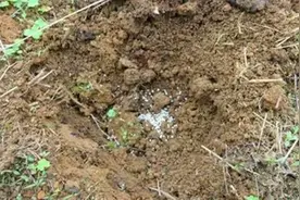 复合肥地表撒施有作用吗？俺的心里话是这样子的，有点儿打脸哈图片