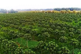 国土绿化行动|河南：荒山成青山 沙丘变绿洲图片