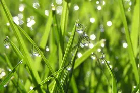植物晚上在干啥？吐水给敌人的敌人“屯粮”图片