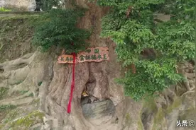村里的树出名了，一棵价值北上广几套房，这树你们村有么？图片
