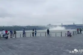 丹江口水库今年最大一次泄洪，有人在树上捡到一米长大鱼！图片
