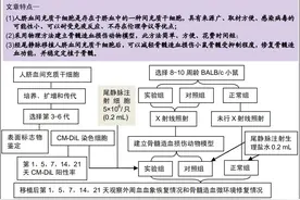 人脐血间充质干细胞移植修复骨髓造血损伤图片