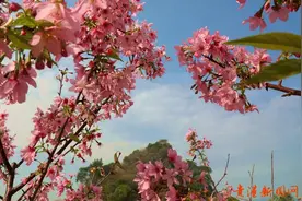 如果春天有颜色，一定是贵港这片绝美花海图片