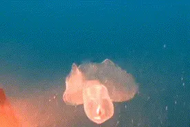 那些透明纯净的水下生物，你见过吗？图片