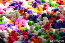 染色小鸡热卖农博会，玩起来心疼，难养活图片