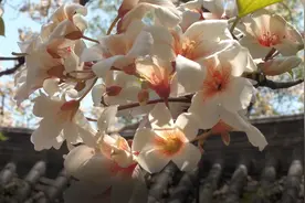 眉山洪雅慈云寺的桐子花开了图片
