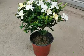 买回来的栀子花盆栽，花苞还没开花就慢慢枯萎了怎么办？图片