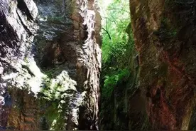 秦岭深处，牛背梁高山杜鹃悄悄绽放，错过再等一年图片