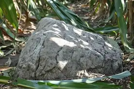 山东有座0.6米高的山，乍一看像大石头，地面之下却暗藏乾坤图片