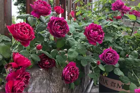 月季喜肥，勤施肥利于花大花多，那么月季在花期可以施肥吗？图片