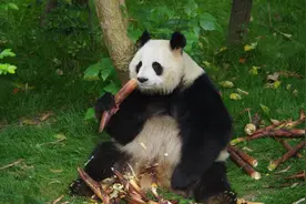 可爱的大熊猫，它有五个爱好图片