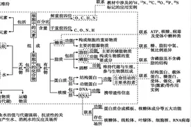 组成细胞的物质思维导图图片