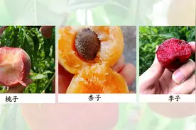 桃养人，杏伤人，李子树下埋死人？究竟是真是假（最全解读）图片