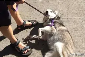 带狗狗出门遛弯，离开家没多远，它就赖在地上不走了该怎么办？图片