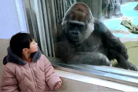追踪｜全城发动，顶端新闻找到！动物园里与大猩猩“对话”的小朋友找到了图片