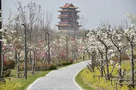济宁城区最全赏花攻略来了图片