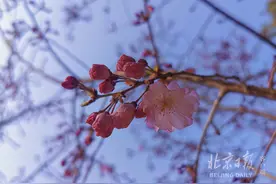 百花齐放春满园！京城9家市属公园最佳赏花处，都在这儿了图片