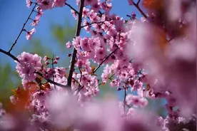 草树知春不久归，百般红紫斗芳菲图片