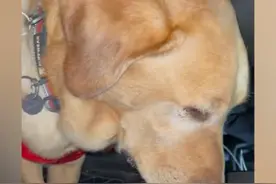 北京一盲人女子带导盲犬拼车，司机询问乘客是否介意，结局太暖心图片