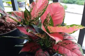 7种“转运花”，家里养一盆，漂亮又吉利，还有好运气图片