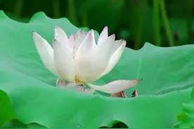 7天后，情缘已断，覆水难收，3星座放下过去，找回自己，终于解脱图片