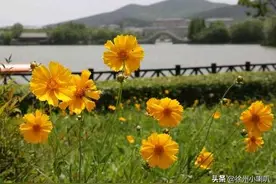 美呆，徐州云龙湖金鸡菊花开正盛！9月，4000平米粉黛草等你打卡图片