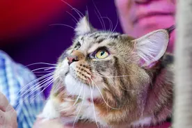 第1季猫的身体语言（8）一妻多夫制的猫（番外篇）图片