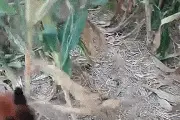 搞笑GIF：甩头发不是为了作秀，而是吹风机坏了图片
