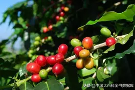 阿拉伯人一开始种植咖啡目的是将其作为胃药图片