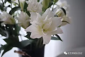 每日一花｜白裙公主重瓣百合图片