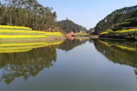 牛粪也能钓鱼？巧用牛粪自制打窝料，让鲤鱼争相抢食，乖乖上岸图片