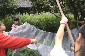 打桂花~ 做糖桂花啦~ 一层桂花一层白糖就可以做成糖桂花吗？图片