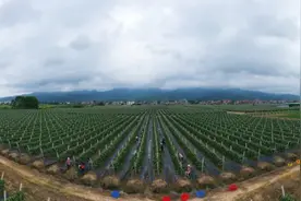 周末去哪玩？贵港城郊这700多亩火龙果基地等你来！图片