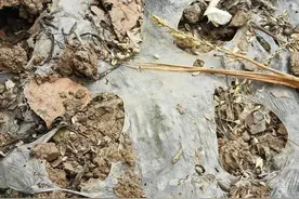 废膜回收是个宝，莫让风儿吹着跑！三招让蒜田废膜回收不再是难事图片