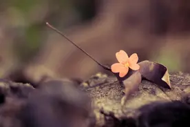 外人看摩羯真的难搞，摩羯在爱情中为何命运多舛？图片