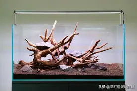 90cm沉木造景三角型结构草缸，沉木结构及水草搭配恰到好处图片