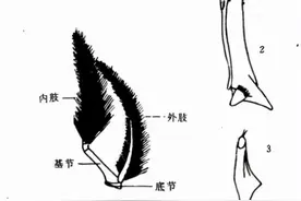 中华绒螯蟹图片
