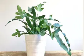 这几款ins风的室内植物，比较小众、看起来非常高级又好养图片
