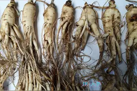 进补时节 四大补益佳品 人参 红参 西洋参 铁皮石斛你该怎么吃图片