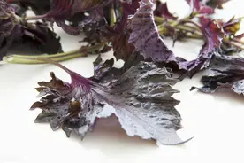 药食同源：紫苏叶图片