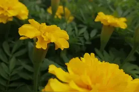京都趣事（一二三）图片