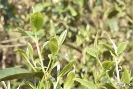 头春茶和二春茶有什么区别？图片