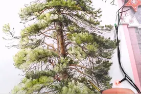 绘画·秋天的森林图片